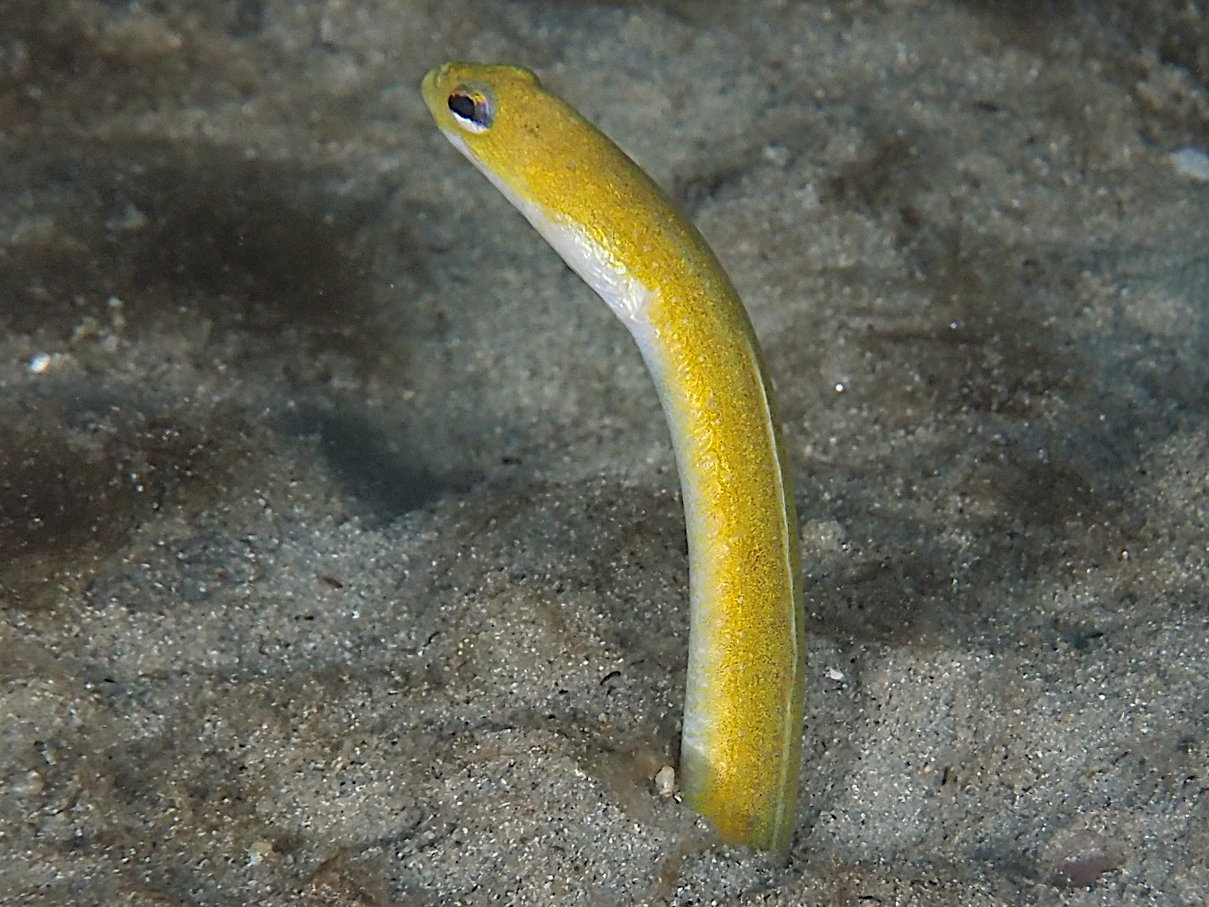 Yellow Garden Eel